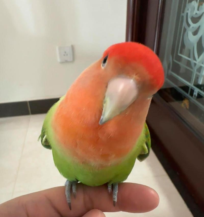 红牡丹鹦鹉取名指南：如何根据外貌性格起独特名字