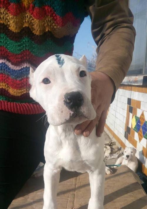 杜高血统的多元起源与文化传承，揭秘其深厚遗产内涵