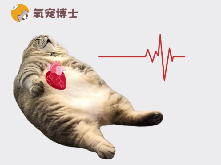 猫咪心率正常值解析：掌握测量方法与异常信号识别