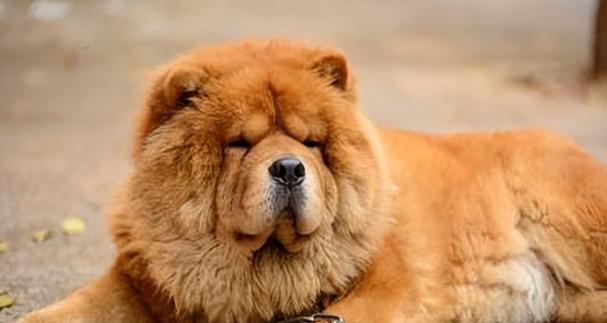 松狮毛发粗糙原因与改善指南，让爱宠重焕丝滑被毛