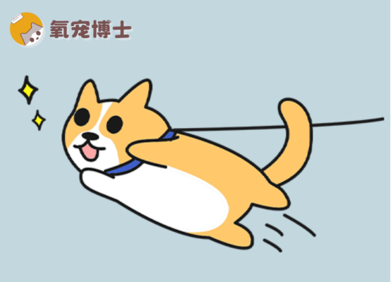 狗狗精力过剩怎么办？科学应对拆家乱叫的实用指南