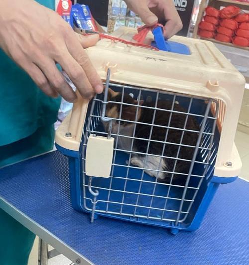 幼猫初次体检全流程解析与关键健康检查项目指南