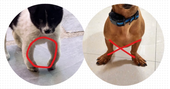 狗狗补钙全指南：哪些情况需要补钙及科学补充方法