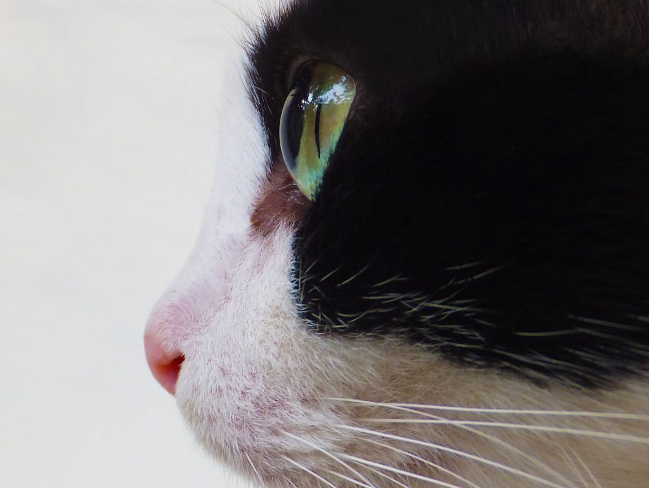 猫咪鼻子干燥是生病吗？解读正常与异常状态及应对方法