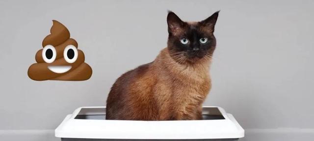 小猫排泄物异味原因分析与有效除臭方法