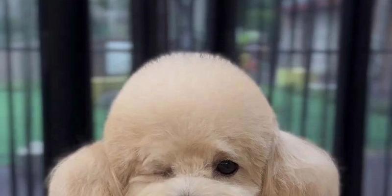 巨型泰迪熊的魅力解析：从收藏价值到文化影响力