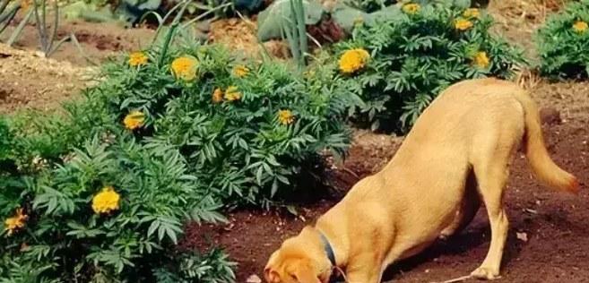 狗狗刨地板原因与纠正方法,保护家居环境 狗狗刨地板原因与纠正方法,保护家居环境