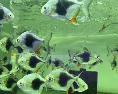 银龙鱼混养伙伴挑选攻略,打造和谐共生的水族箱环境 银龙鱼混养伙伴挑选攻略,打造和谐共生的水族箱环境