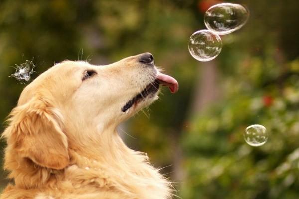 犬猫维生素B1缺乏症的症状与防治：从食欲减退到神经损伤