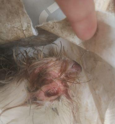 如何给予爱犬有尊严的安乐死离别方式与情感指南