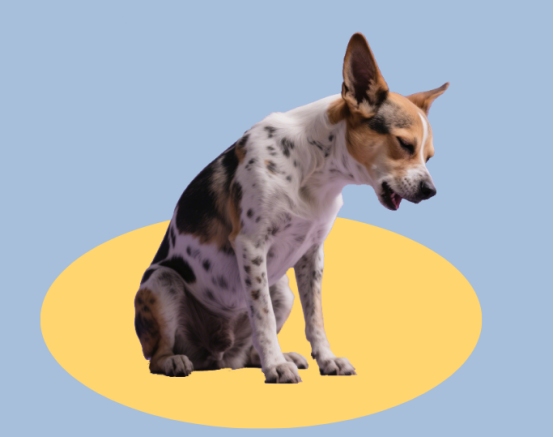 狗狗心丝虫的隐蔽危害与科学防治全指南