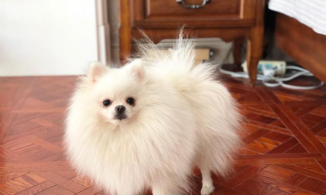 博美犬价格与价值全解析：影响因素与综合考量指南