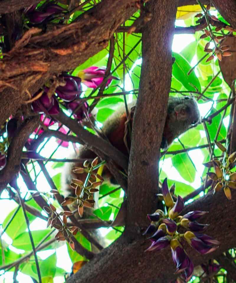 松鼠如何应对夏季高温？揭秘其独特的散热机制