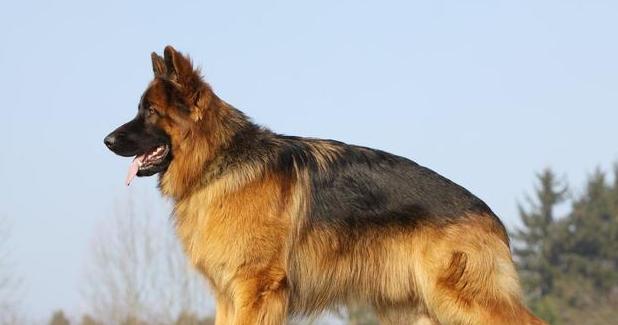 以德牧提脚教育方法解析:培养品德与社会责任感的核心意义 以德牧提脚教育方法解析:培养品德与社会责任感的核心意义