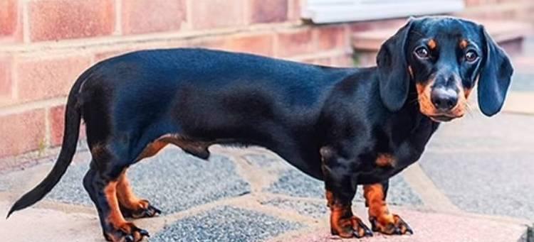 短尾狗的独特魅力解析：从遗传奥秘到健康养护指南