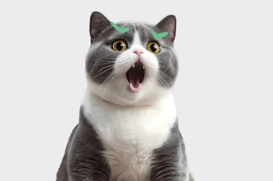 猫咪心率正常值解析：掌握测量方法与异常信号识别