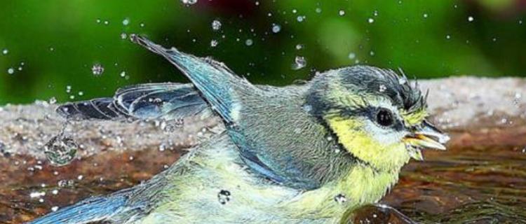 宠物鸟洗澡水药品选择指南,保障爱鸟健康与舒适 宠物鸟洗澡水药品选择指南,保障爱鸟健康与舒适