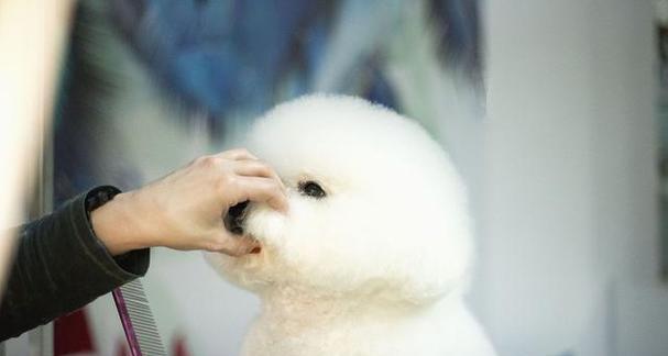 爆毛狗狗品种全盘点:从萨摩耶到马尔济斯,领略蓬松毛发的独特魅力 爆毛狗狗品种全盘点:从萨摩耶到马尔济斯,领略蓬松毛发的独特魅力