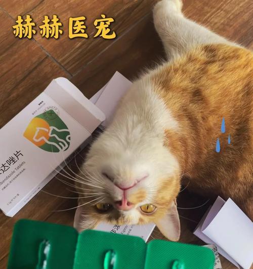 猫咪分娩药物准备与安全使用全指南 猫咪分娩药物准备与安全使用全指南