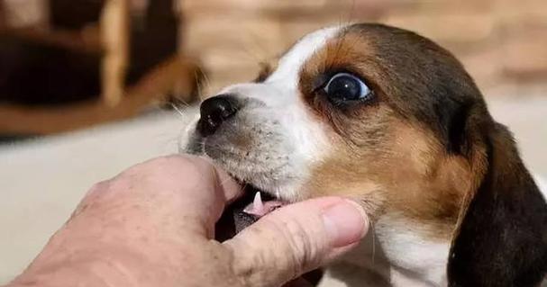 狗狗的忠诚与治愈力量：深度情感交流如何丰富人类生活