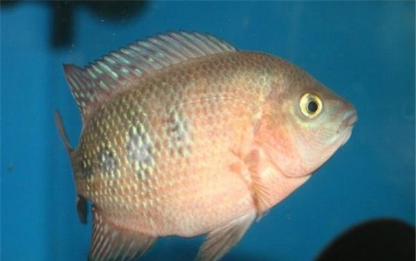 罗汉鱼养殖禁忌:这些情况下切勿开灯,避免伤害爱鱼 罗汉鱼养殖禁忌:这些情况下切勿开灯,避免伤害爱鱼