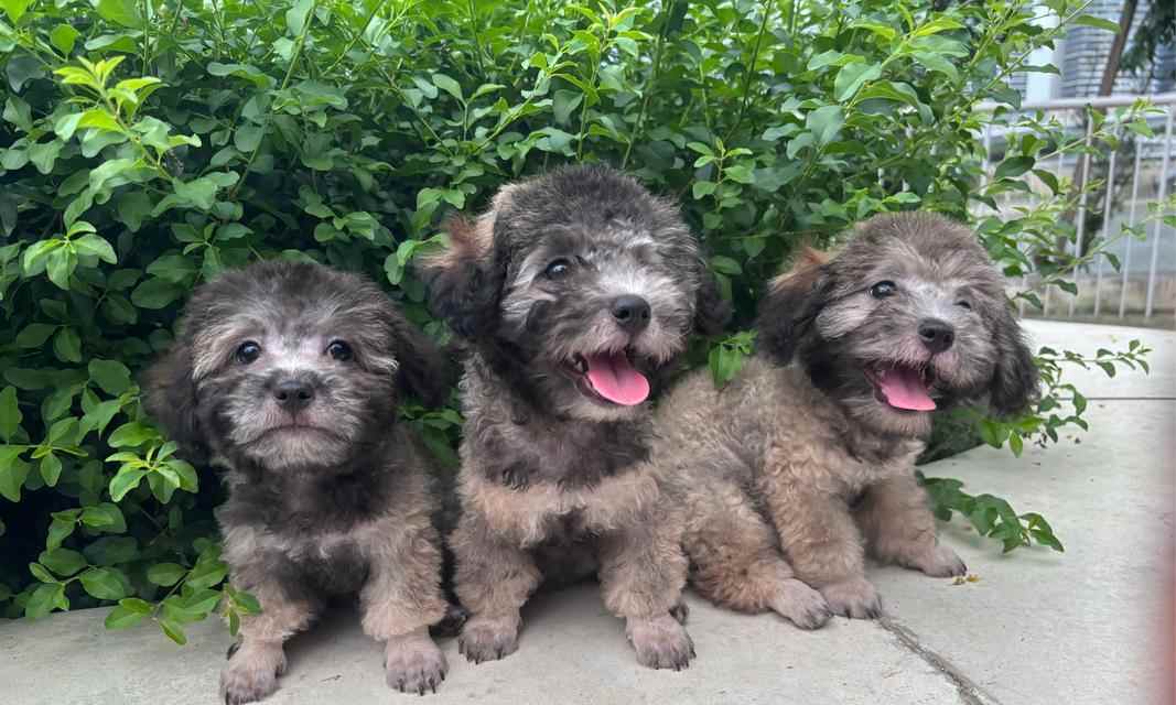 泰迪狗粮拌肉与拌蔬菜的营养对比与健康喂养建议