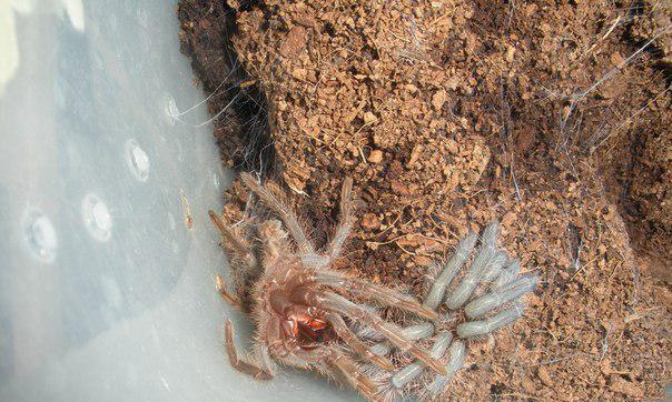 蜘蛛蜕皮后的致命风险与生存挑战深度解析