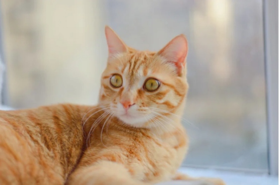 猫咪搬家全攻略：避免应激反应与快速适应新环境的方法