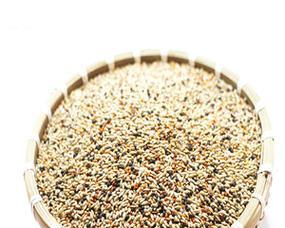 黄雀如何聪明取食苏子并展现生态智慧