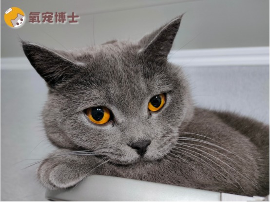 猫咪鼻子干燥是生病吗？解读正常与异常状态及应对方法