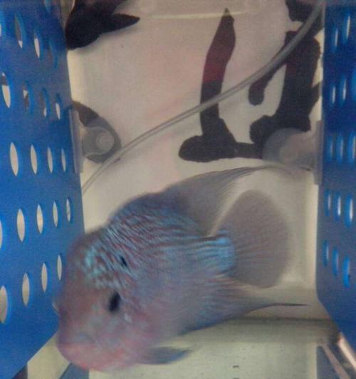 罗汉鱼养殖禁忌:这些情况下切勿开灯,避免伤害爱鱼 罗汉鱼养殖禁忌:这些情况下切勿开灯,避免伤害爱鱼