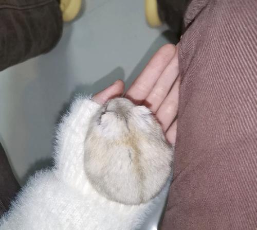 布丁仓鼠背上神秘线条的由来与意义全解析