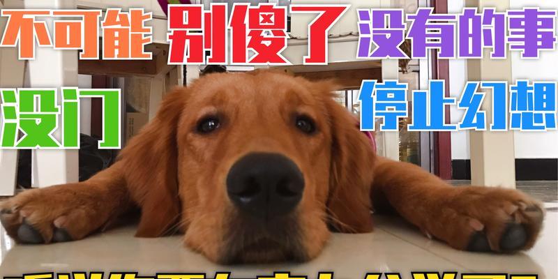 金毛犬禁食清单:这些食物可能危害爱犬健康 金毛犬禁食清单:这些食物可能危害爱犬健康