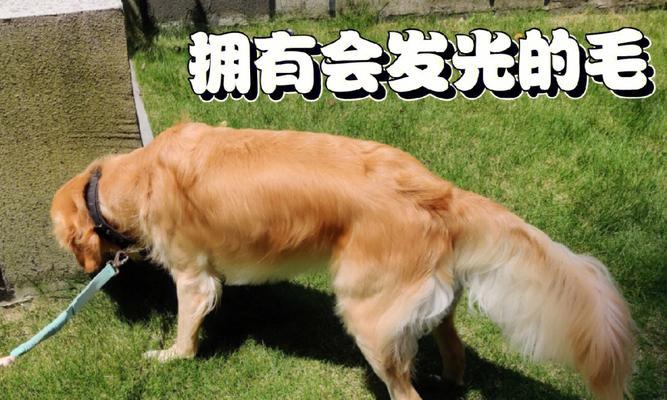 边牧毛发养护秘诀：科学饮食搭配日常护理全指南