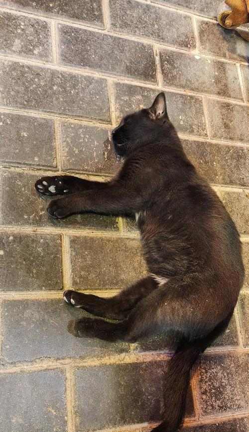 猫咪毛发油亮养护指南:饮食搭配与日常护理技巧 猫咪毛发油亮养护指南:饮食搭配与日常护理技巧