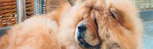 松狮毛发粗糙原因与改善指南，让爱宠重焕丝滑被毛