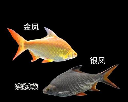 银龙鱼混养伙伴挑选攻略,打造和谐共生的水族箱环境 银龙鱼混养伙伴挑选攻略,打造和谐共生的水族箱环境