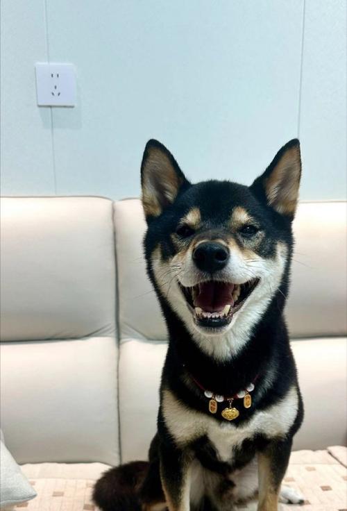 白鼻子狗品种全解析：从萨摩耶到德牧，寻找你的理想宠物伙伴