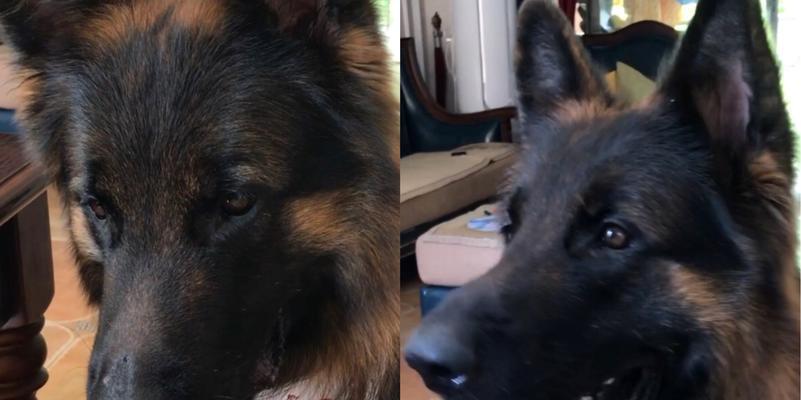 以德牧提脚教育方法解析:培养品德与社会责任感的核心意义 以德牧提脚教育方法解析:培养品德与社会责任感的核心意义