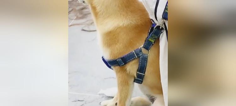 狗狗刨地板原因与纠正方法,保护家居环境 狗狗刨地板原因与纠正方法,保护家居环境