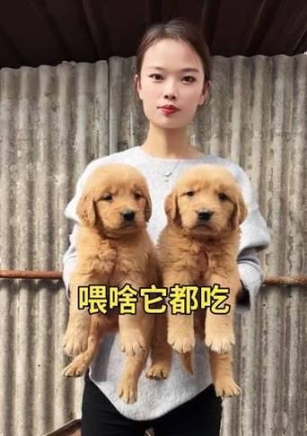 金毛犬科学喂食时间表与健康饮食管理要点 金毛犬科学喂食时间表与健康饮食管理要点