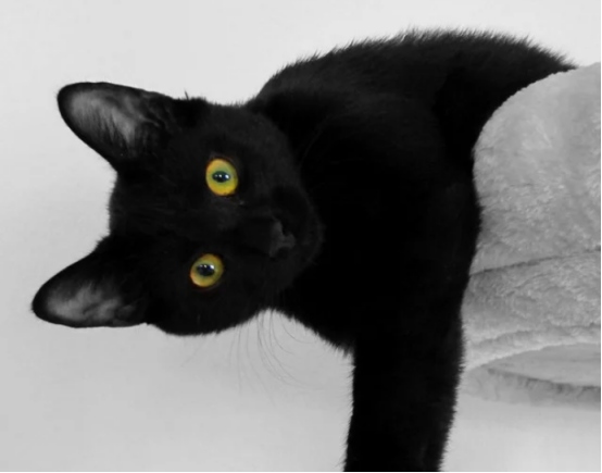 猫咪搬家全攻略：避免应激反应与快速适应新环境的方法