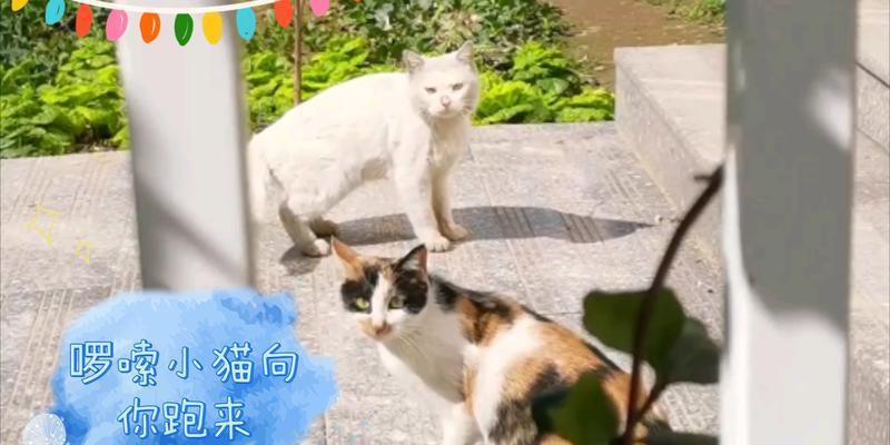 小猫逃离之旅:追寻自由与归属的勇气故事 小猫逃离之旅:追寻自由与归属的勇气故事