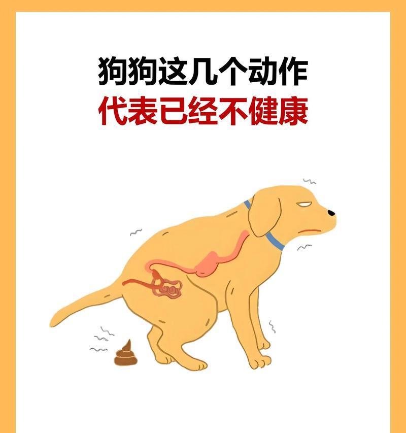 小狗频繁呕吐原因分析与应对处理方法指南 小狗频繁呕吐原因分析与应对处理方法指南
