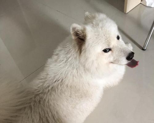 半岁萨摩耶幼犬喂养全攻略,科学饮食助力骨骼与体质发育 半岁萨摩耶幼犬喂养全攻略,科学饮食助力骨骼与体质发育