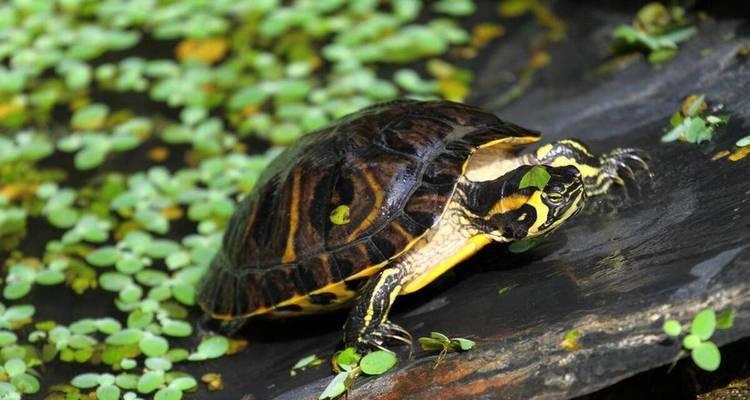 乌龟吃什么?揭秘杂食性乌龟的全面饮食指南与喂养要点 乌龟吃什么?揭秘杂食性乌龟的全面饮食指南与喂养要点