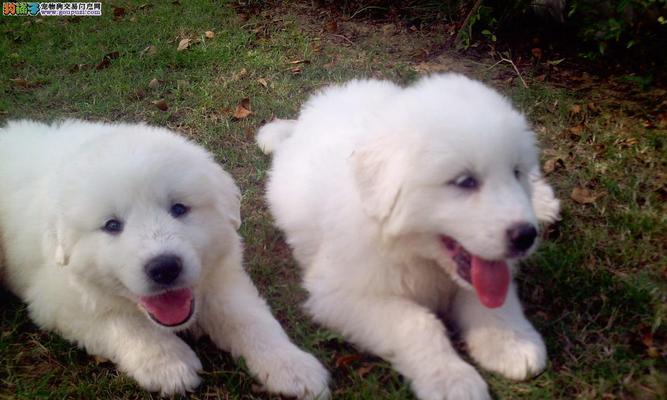 保护大白熊栖息地:应对气候变化与人类活动的关键措施 保护大白熊栖息地:应对气候变化与人类活动的关键措施