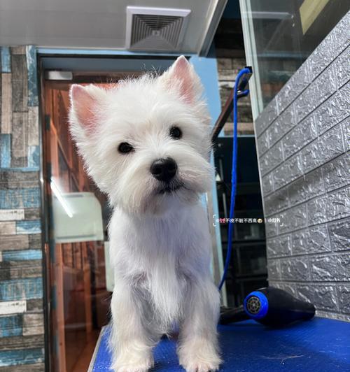 西高地梗毛色全解析：从纯白到玫瑰紫的多彩魅力