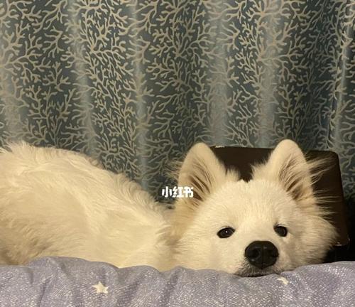 半岁萨摩耶幼犬喂养全攻略,科学饮食助力骨骼与体质发育 半岁萨摩耶幼犬喂养全攻略,科学饮食助力骨骼与体质发育