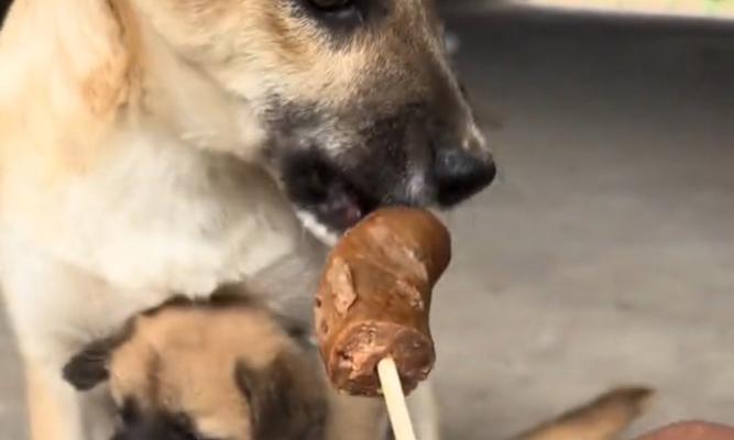 大狗饮食指南：营养均衡搭配与健康食物选择全解析